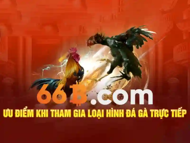 66b là gì?