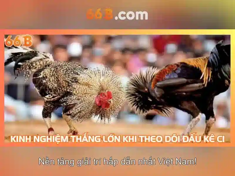 66b la gi?